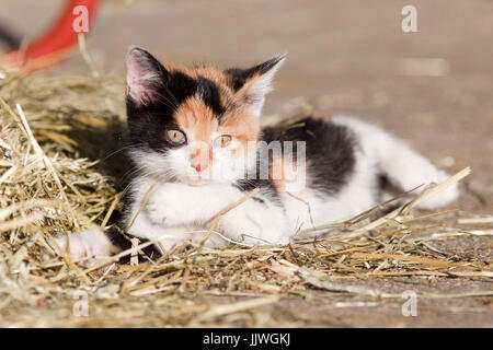 Baby cat, carino gattino giocare e dormire nella paglia. farm cat lay in paglia Foto Stock