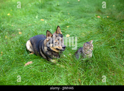 Di cane e di gatto rilassante sull'erba Foto Stock