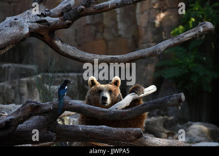 Madrid, Spagna. Il 20 luglio, 2017. Un orso bruno raffigurato all zoo di Madrid. Credito: Jorge Sanz/Pacific Press/Alamy Live News Foto Stock