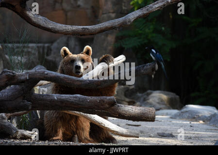 Madrid, Spagna. Il 20 luglio, 2017. Un orso bruno raffigurato all zoo di Madrid. Credito: Jorge Sanz/Pacific Press/Alamy Live News Foto Stock