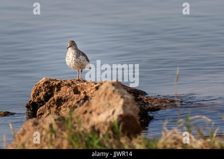 Un Spotted Sandpiper su una linea di riva. Foto Stock