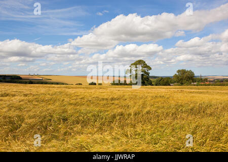 Un campo di orzo dorato in prossimità di un villaggio inglese nel yorkshire wolds sotto un cielo di estate blu Foto Stock