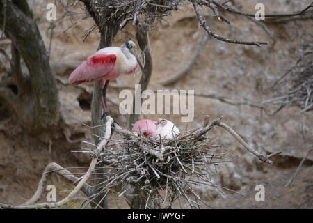 Rosa Roseate Spoonbill è un grande uccello acqua fotografato presso un santuario degli uccelli gestito dall'Audubon Society. Il santuario è Smith boschi. Foto Stock