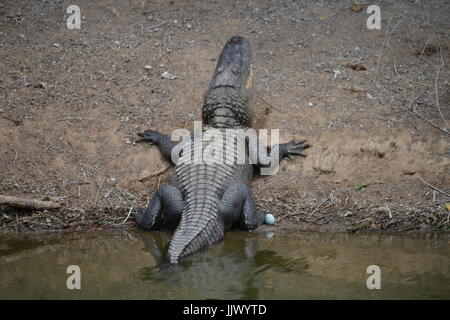 Wild Alligator presso il Rookery a Smith Oaks santuario sul isola di alta in Texas Foto Stock