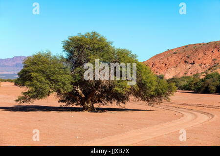 Un albero rigoglioso nel Talampaya paesaggio desertico. La Rioja, Argentina. Foto Stock