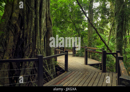 Passeggiata nella foresta pluviale di Springbrook National Park, entroterra della Gold Coast, Queensland, Australia Foto Stock