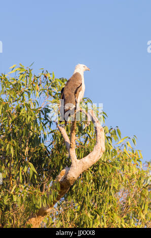 Australian bianco gonfiato aquila del mare, Kakadu NT. Foto Stock
