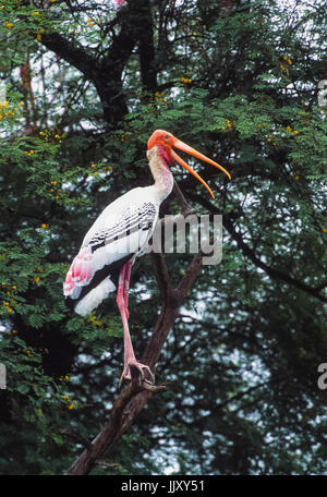 Dipinto di Stork, (Mycteria leucocephala), di Keoladeo Ghana National Park, Bharatpur Rajasthan, India Foto Stock