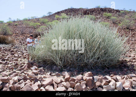 Grandi Euphorbia damarana noto anche come latte Damara-bushplant crescente nel deserto, appena fuori del Damara museo vivente, situato a nord di Twyfelf Foto Stock