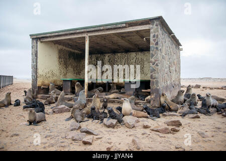 Capo le foche sono raccolti e in appoggio all'interno di una struttura abbandonata sulle spiagge di Cape Cross si trova in Namibia, Africa. La Cape Cross Seal Foto Stock