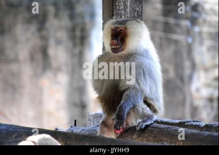 Shanghai. 21 Luglio, 2017. Un babbuino nasconde in tonalità a Shanghai Zoo nell est della Cina di Shanghai, 21 luglio 2017. Il servizio meteorologico di Oriente Cina Shanghai metropolis registrata una temperatura dell'aria di 40,9 gradi Celsius (105,6 gradi Fahrenheit) intorno alle 2 p.m. Venerdì, il più alto sul record nella città in 145 anni. Il Giardino Zoologico di Shanghai ha preso numerose misure per tenere gli animali cool. Credito: Zhang Jiansong/Xinhua/Alamy Live News Foto Stock