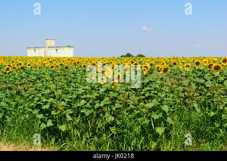 Grande campo di semi di girasole in primo piano e un edificio in calcestruzzo usato come silos agricoli in background. L'edificio è utilizzato per lo stoccaggio, l'asciugatura e mil Foto Stock