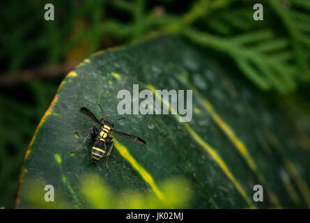 Il giallo e il nero a strisce wasp con ali estesa su una foglia verde Foto Stock