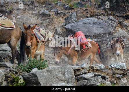 Asini in esecuzione di forniture per i villaggi di montagna del Nepal Foto Stock