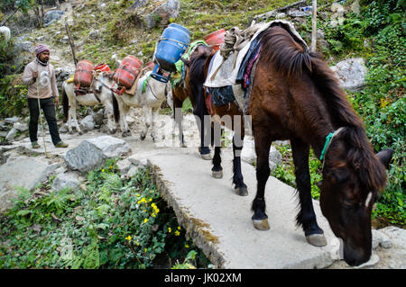 Asini in esecuzione di forniture per i villaggi di montagna del Nepal Foto Stock