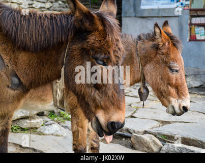 Asini in esecuzione di forniture per i villaggi di montagna del Nepal Foto Stock