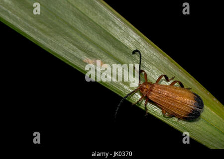 Traliccio netwinged beetle camminando su una foglia d'albero Foto Stock