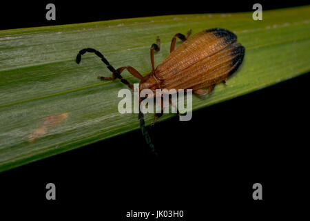 Traliccio netwinged beetle camminando su una foglia d'albero Foto Stock