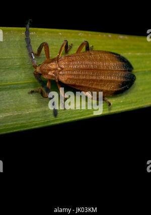 Traliccio netwinged beetle camminando su una foglia d'albero Foto Stock