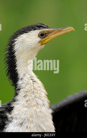 Poco Pied / cormorano (Phalacrocorax melanoleucos, Halietor melanoleucos) / Little Shag, Kawaupaka Foto Stock