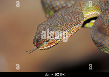 Il bambù Viper, sfarfallio la sua linguetta / (Trimeresurus gramineus) / comune il bambù Viper, bambù Pit Viper, comuni indiana Rattlesnakes, Indiano albero verde Vip Foto Stock