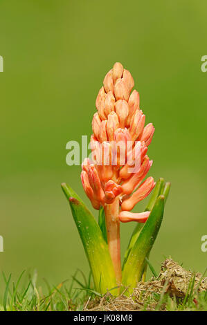 Giacinto, flower bud / (Hyacinthus orientalis ibrido) | Hyazinthe / (Hyacinthus orientalis ibrido) / Gartenhyazinthe Foto Stock