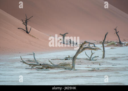 Morto di alberi di acacia linea base di antiche dune nel Deadvlei pan di argilla in Namib-Naukluft National Park, situato in Namibia, Africa. Foto Stock