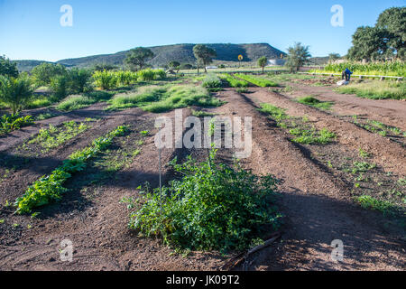 Colture a Dabis Guest Farm in Helmeringhausen, Namibia del sud, Africa. Foto Stock