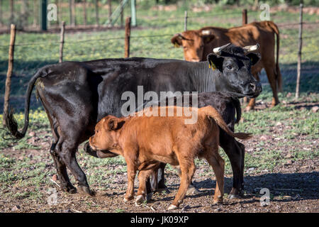 Alimentazione bestiame i suoi giovani vitelli su Dabis Guest Farm in Helmeringhausen, Namibia del sud, Africa. Foto Stock