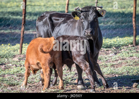 Alimentazione bestiame i suoi giovani vitelli su Dabis Guest Farm in Helmeringhausen, Namibia del sud, Africa. Foto Stock