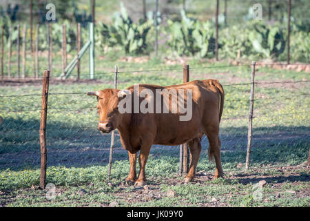 Vista di un vitello su Dabis Guest Farm in Helmeringhausen, Namibia del sud, Africa. Foto Stock