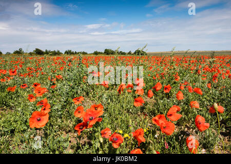 Un campo di papaveri comune in Norfolk, Regno Unito Foto Stock