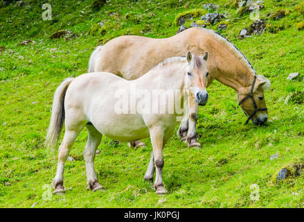 Fiordo norvegese cavallo Foto Stock