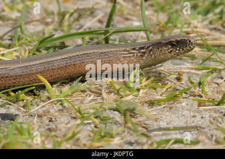 Blindworm Anguis fragilis, Blindschleiche Anguis fragilis Foto Stock