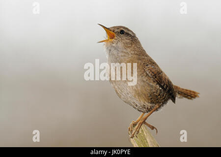 Scricciolo Troglodytes troglodytes, Zaunkoenig Troglodytes troglodytes Foto Stock