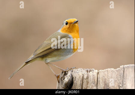 Redbreasts | European Robin, Rotkehlchen | European Robin Foto Stock