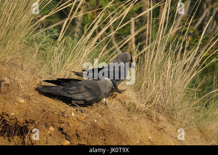 Jackdaws Corvus monedula, Dohlen Corvus monedula Foto Stock