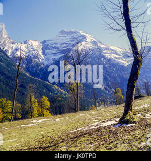 'L'Acero (Acer pseudoplatanus) è il carattere albero della grande massa di acero; qui egli compare nel fogliame di autunno prima già coperte di neve c Foto Stock