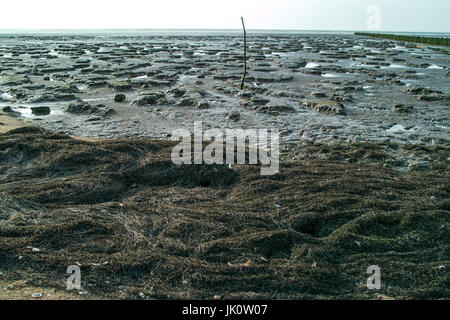 Hemline costiere del fango appartamenti con treibsel e bolla di alghe fucus vesiculosus-con in esecuzione fuori acqua, kuestensaum des wattenmeeres mit treibsel Foto Stock