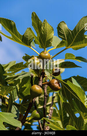 Il ramo di un albero di fico con frutti, zweig eines feigenbaums fruechten mit Foto Stock