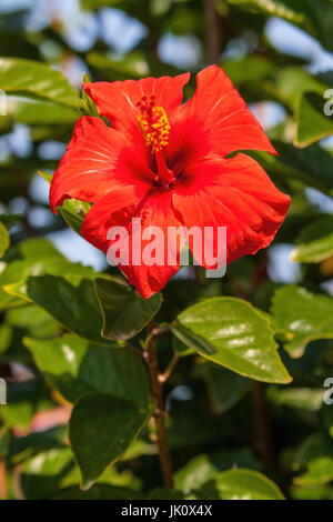 Pienamente sbocciato più rosso hibiscus, voll erbluehter roter hibiscus Foto Stock
