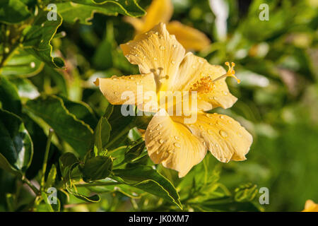 Giallo, hibiscusbluete gelbe hibiscusbluete Foto Stock