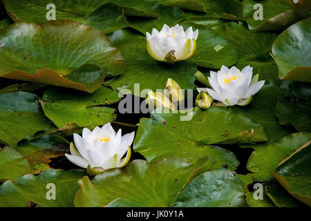 Tre white water lilies-bl?dieci e ninfee gemme spingere tra il fitto fogliame con successo alla superficie dell'acqua, drei weisse seerosen-blueten und -kn Foto Stock