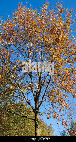 Giovani si calibra con autumnally fogliame colorato sotto il cielo blu. giovani quercia di autunno colori sotto un cielo blu., junge eiche mit herbstlich gef Foto Stock
