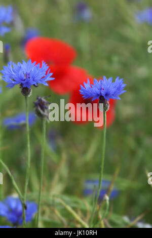 Cornflowers nel dimenticatoio nella Renania settentrionale-Vestfalia sul Basso Reno, Kornblumen am Wegrand in NRW am Niederrhein Foto Stock