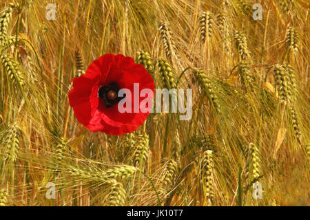 Clap papavero nel dimenticatoio sul Basso Reno, Klatschmohn am Wegrand am Niederrhein Foto Stock