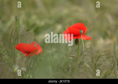 Clap papavero nel dimenticatoio sul Basso Reno, Klatschmohn am Wegrand am Niederrhein Foto Stock