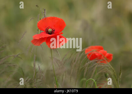 Clap papavero nel dimenticatoio sul Basso Reno, Klatschmohn am Wegrand am Niederrhein Foto Stock