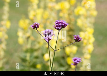 Verbena bonariensis contro verbascums in estate il confine. Foto Stock