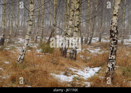 La Svezia; legno; inverno, Schweden; Wald; inverno Foto Stock